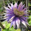 Plamének 'Multi Blue' - Clematis 'Multi Blue'