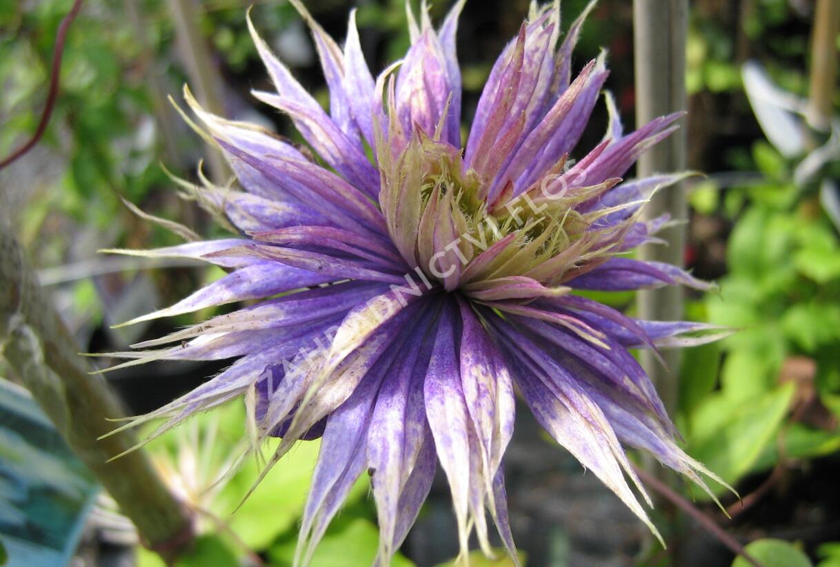 Plamének 'Multi Blue' - Clematis 'Multi Blue'