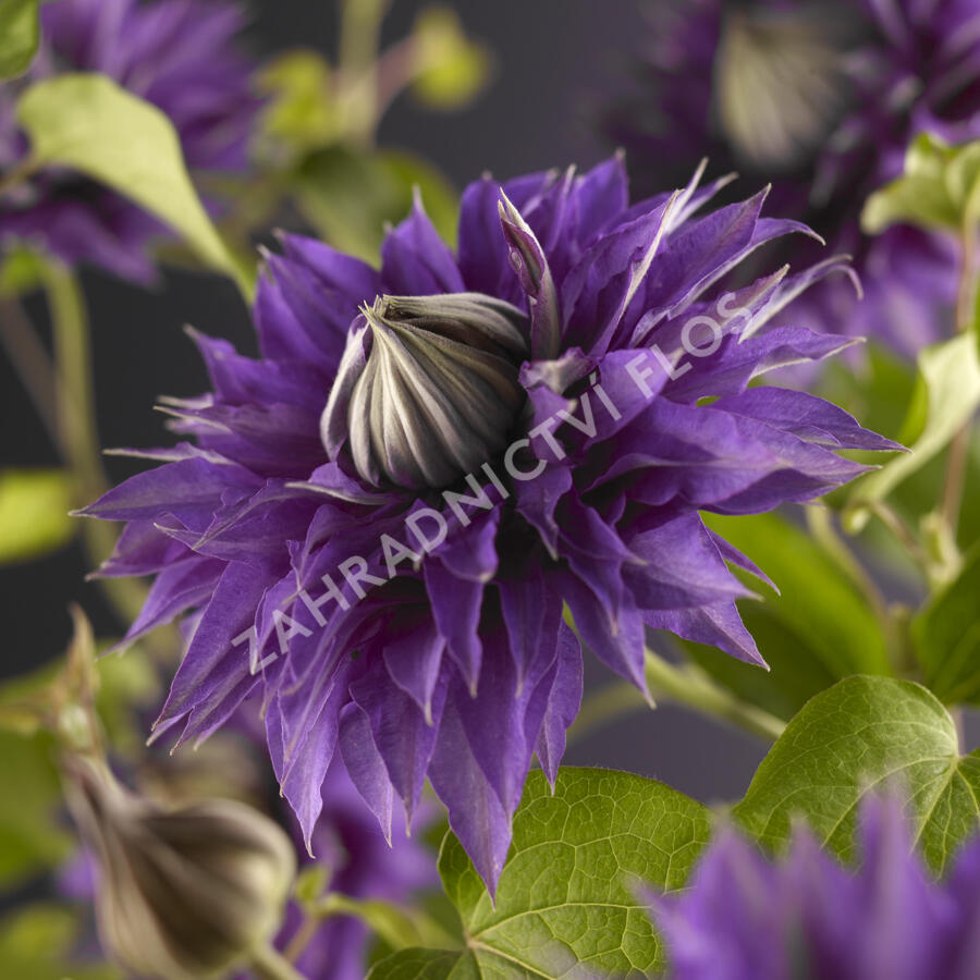 Plamének 'Multi Blue' - Clematis 'Multi Blue'