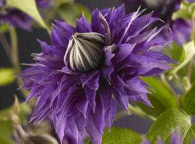 Plamének 'Multi Blue' - Clematis 'Multi Blue'