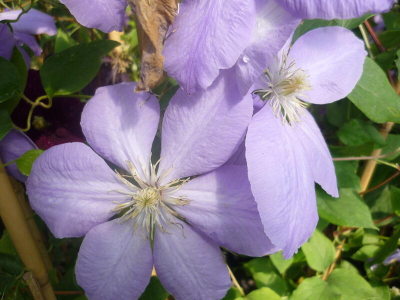 Plamének 'Mrs. Cholmondeley' - Clematis 'Mrs. Cholmondeley'