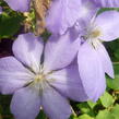 Plamének 'Mrs. Cholmondeley' - Clematis 'Mrs. Cholmondeley'
