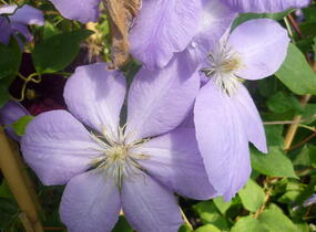 Plamének 'Mrs. Cholmondeley' - Clematis 'Mrs. Cholmondeley'