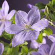 Plamének 'Mrs. Cholmondeley' - Clematis 'Mrs. Cholmondeley'