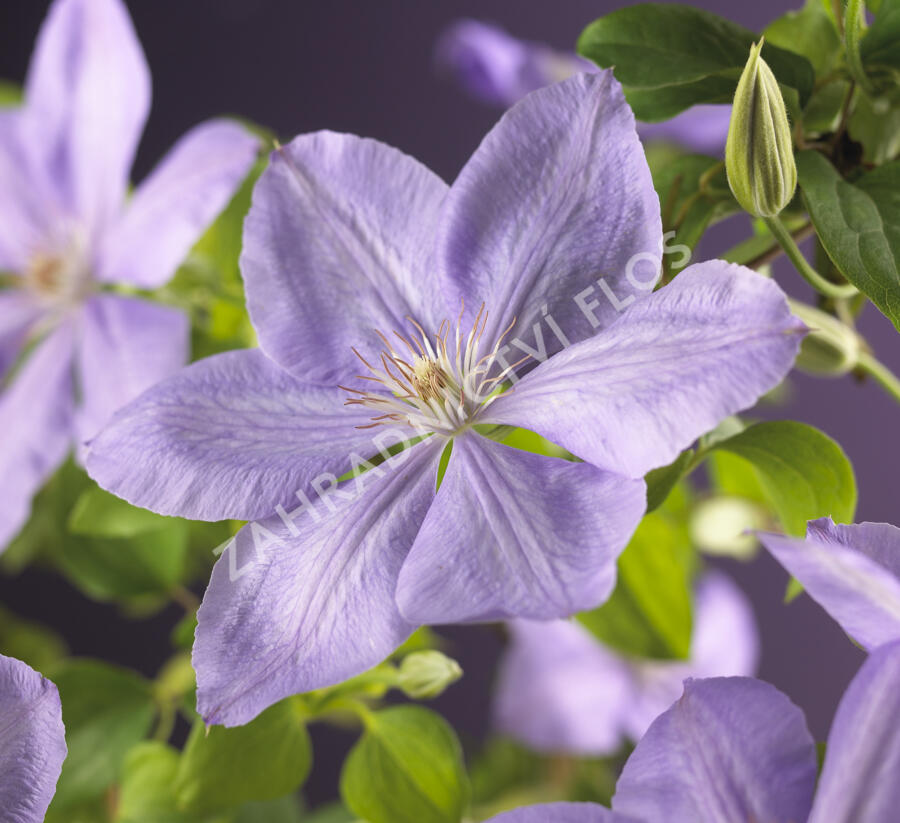 Plamének 'Mrs. Cholmondeley' - Clematis 'Mrs. Cholmondeley'