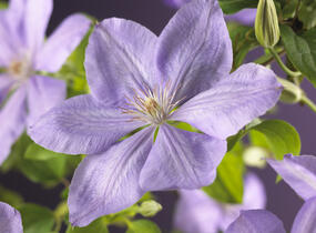Plamének 'Mrs. Cholmondeley' - Clematis 'Mrs. Cholmondeley'