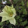 Plamének 'Moonlight' (Yellow Queen) - Clematis 'Moonlight' (Yellow Queen)