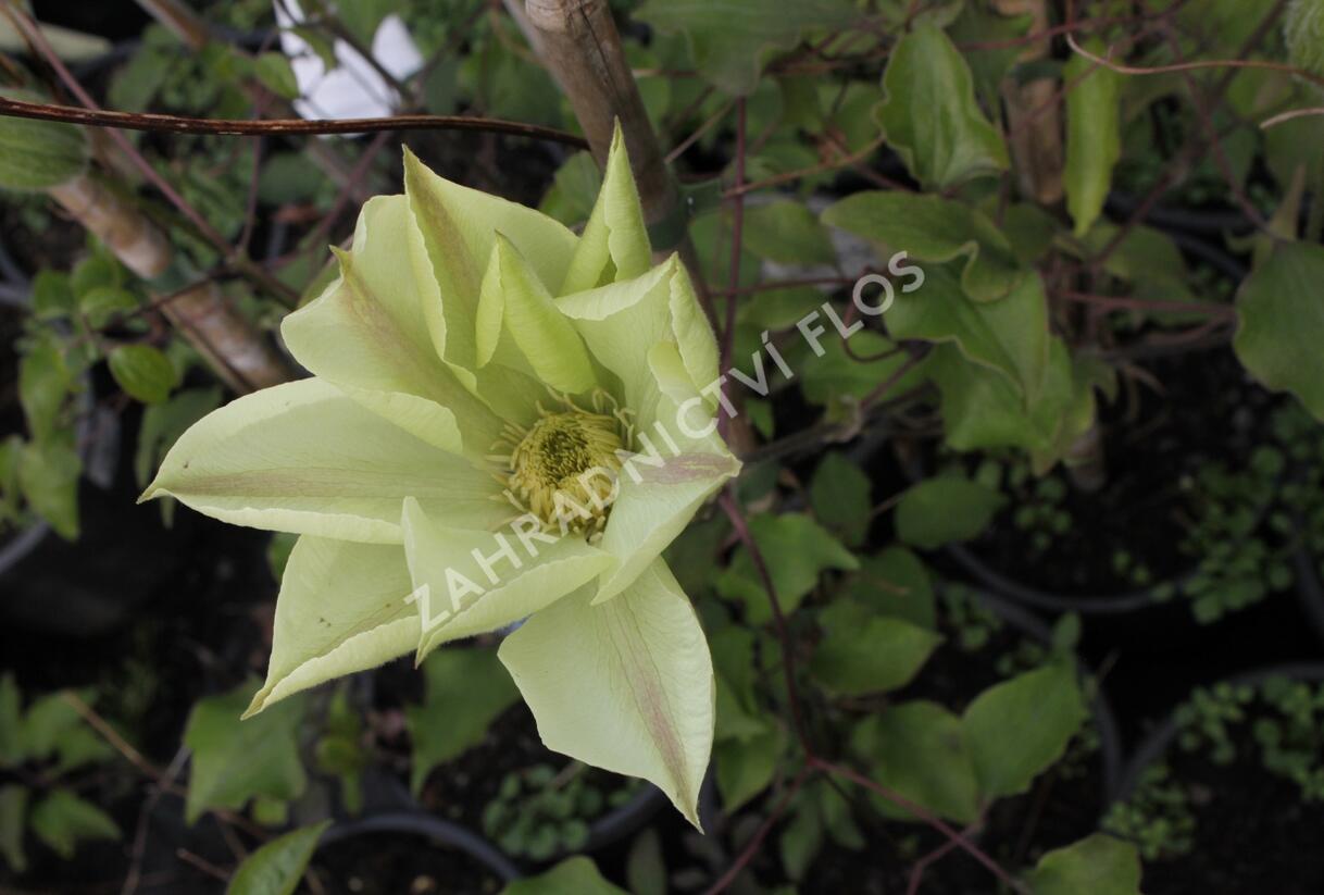 Plamének 'Moonlight' (Yellow Queen) - Clematis 'Moonlight' (Yellow Queen)