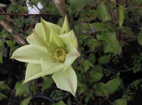 Plamének 'Moonlight' (Yellow Queen) - Clematis 'Moonlight' (Yellow Queen)