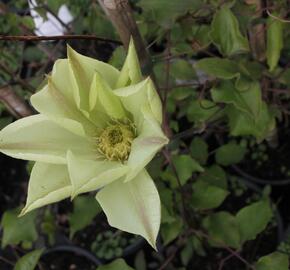 Plamének 'Moonlight' (Yellow Queen) - Clematis 'Moonlight' (Yellow Queen)