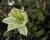 Plamének 'Moonlight' (Yellow Queen)