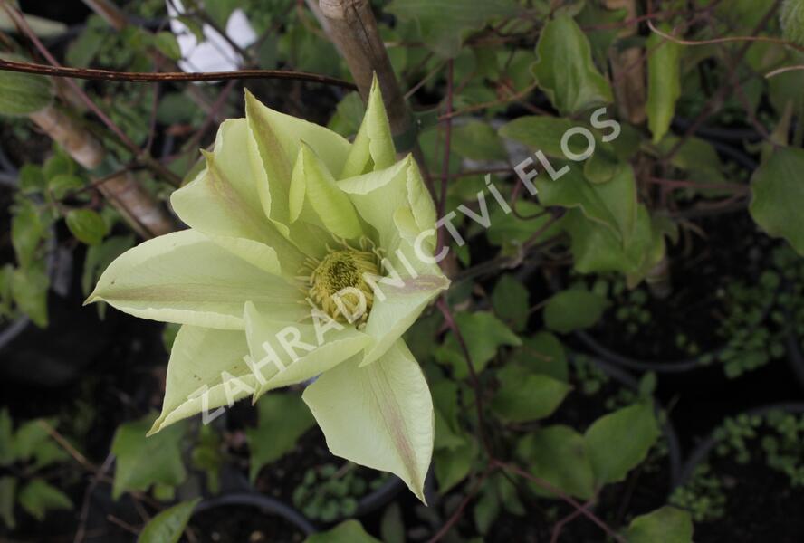 Plamének 'Moonlight' (Yellow Queen) - Clematis 'Moonlight' (Yellow Queen)