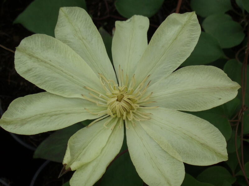 Plamének 'Moonlight' (Yellow Queen) - Clematis 'Moonlight' (Yellow Queen)