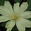 Plamének 'Moonlight' (Yellow Queen) - Clematis 'Moonlight' (Yellow Queen)