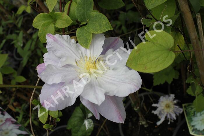 Plamének 'Veronica's Choice' - Clematis 'Veronica's Choice'