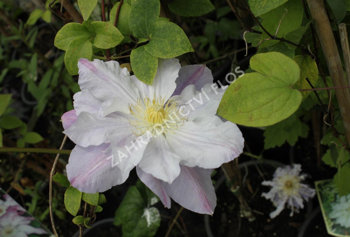 Plamének 'Veronica's Choice' - Clematis 'Veronica's Choice'