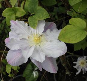 Plamének 'Veronica's Choice' - Clematis 'Veronica's Choice'