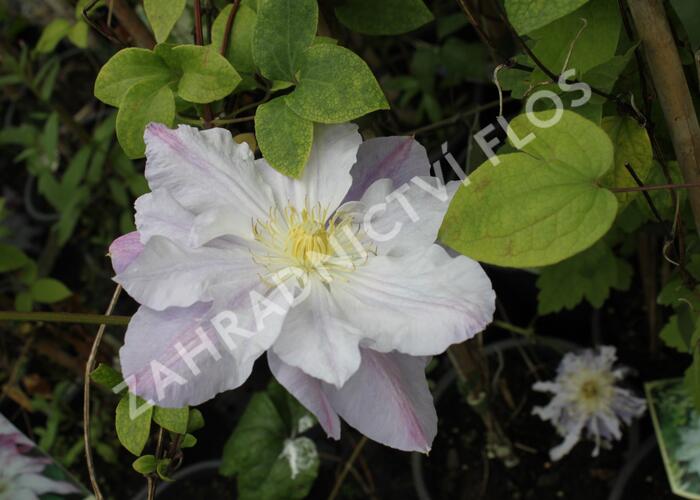 Plamének 'Veronica's Choice' - Clematis 'Veronica's Choice'