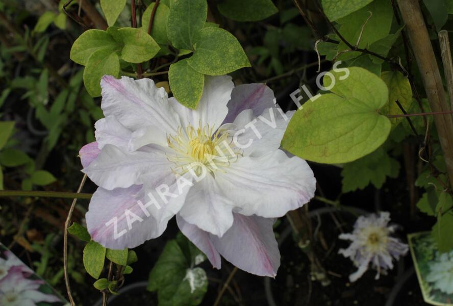 Plamének 'Veronica's Choice' - Clematis 'Veronica's Choice'