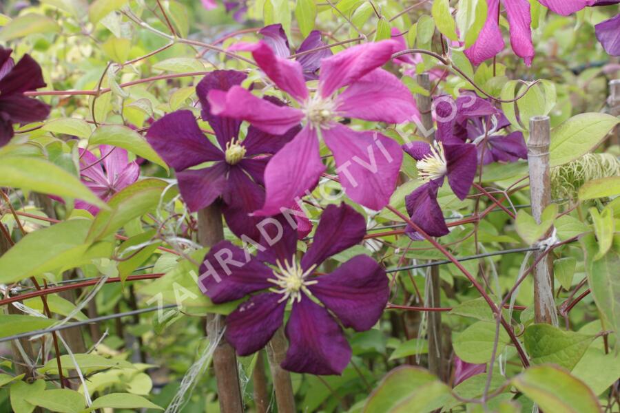 Plamének vlašský 'Etoile Violet' - Clematis viticella 'Etoile Violet'