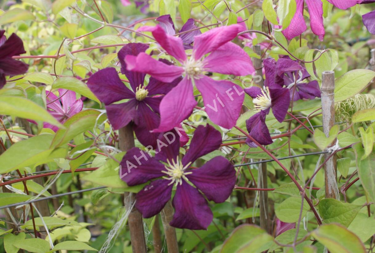 Plamének vlašský 'Etoile Violet' - Clematis viticella 'Etoile Violet'