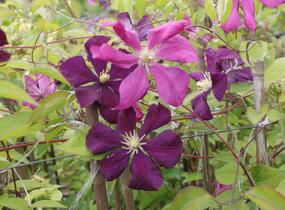 Plamének vlašský 'Etoile Violet' - Clematis viticella 'Etoile Violet'