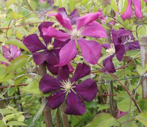 Plamének vlašský 'Etoile Violet' - Clematis viticella 'Etoile Violet'