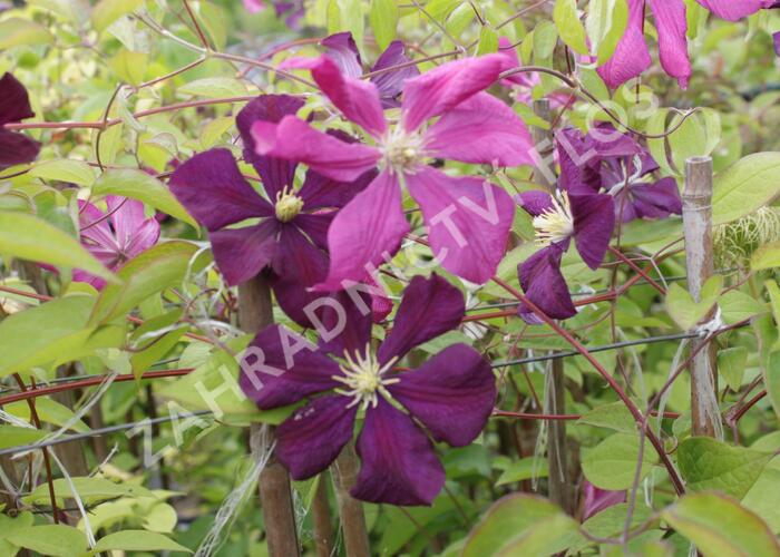 Plamének vlašský 'Etoile Violet' - Clematis viticella 'Etoile Violet'
