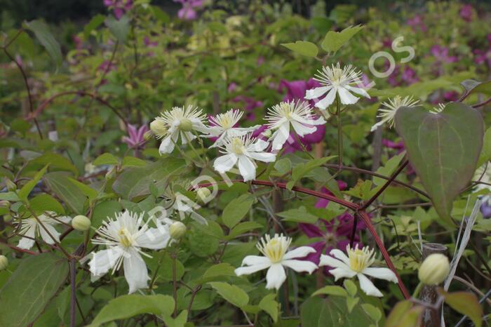 Plamének plotní 'Paul Farges' (Summer Snow) - Clematis vitalba 'Paul Farges' (Summer Snow)