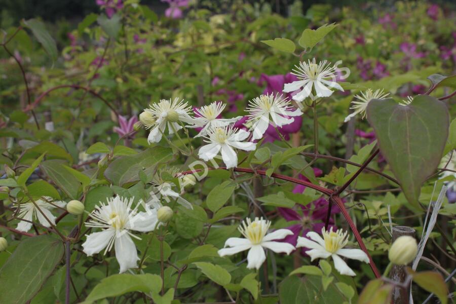 Plamének plotní 'Paul Farges' (Summer Snow) - Clematis vitalba 'Paul Farges' (Summer Snow)