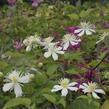 Plamének plotní 'Paul Farges' (Summer Snow) - Clematis vitalba 'Paul Farges' (Summer Snow)