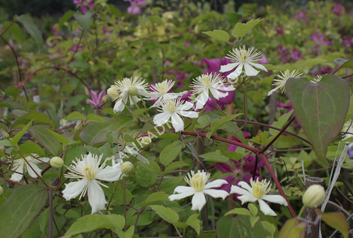 Plamének plotní 'Paul Farges' (Summer Snow) - Clematis vitalba 'Paul Farges' (Summer Snow)