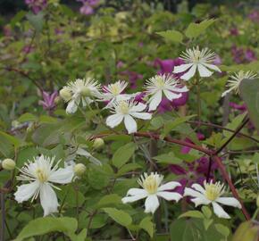 Plamének plotní 'Paul Farges' (Summer Snow) - Clematis vitalba 'Paul Farges' (Summer Snow)