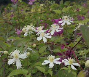 Plamének plotní 'Paul Farges' (Summer Snow) - Clematis vitalba 'Paul Farges' (Summer Snow)