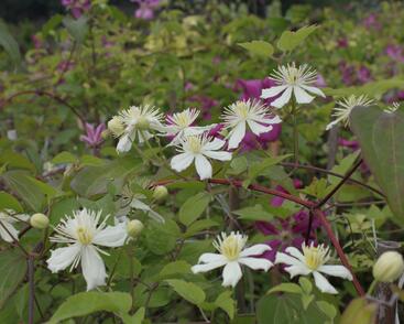 Plamének plotní 'Paul Farges' (Summer Snow)