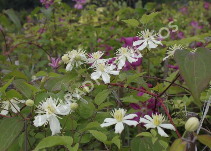 Plamének plotní 'Paul Farges' (Summer Snow) - Clematis vitalba 'Paul Farges' (Summer Snow)