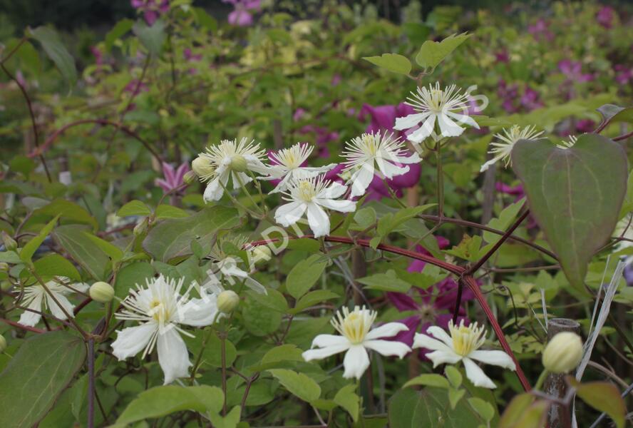 Plamének plotní 'Paul Farges' (Summer Snow) - Clematis vitalba 'Paul Farges' (Summer Snow)