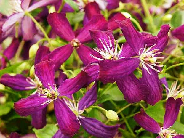 Plamének 'Sweet Summer Love' - Clematis flammula 'Sweet Summer Love'