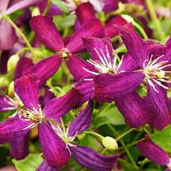 Plamének 'Sweet Summer Love' - Clematis flammula 'Sweet Summer Love'