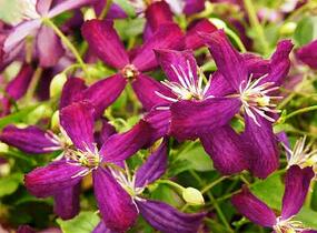 Plamének 'Sweet Summer Love' - Clematis flammula 'Sweet Summer Love'