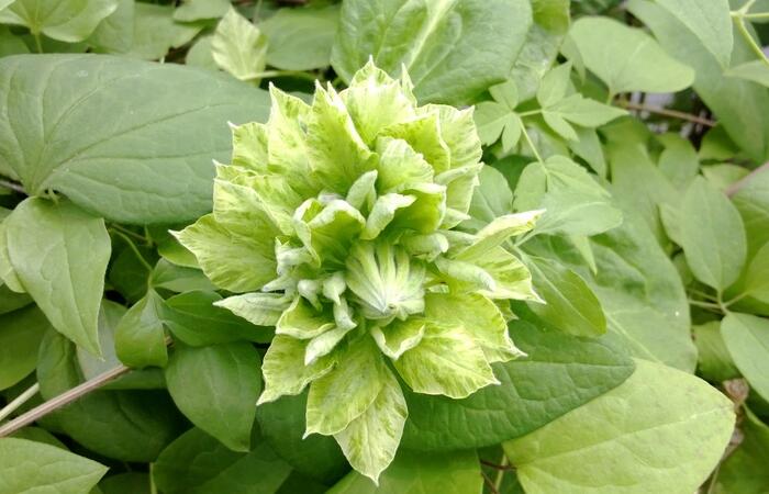 Plamének 'Yuki-no-yoso´oi' - Clematis 'Yuki-no-yoso´oi'