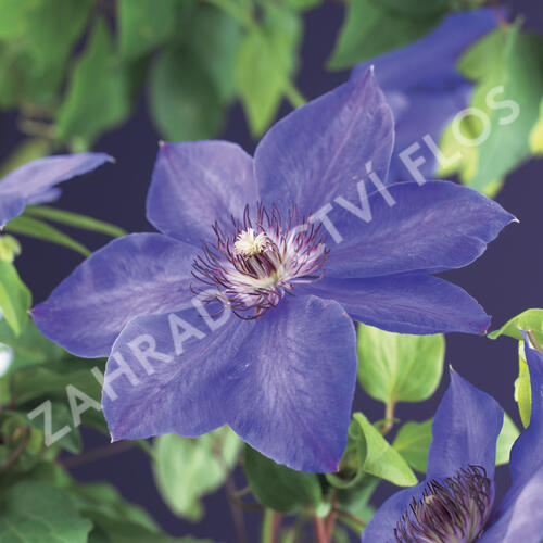 Plamének 'Xerxes' - Clematis 'Xerxes'