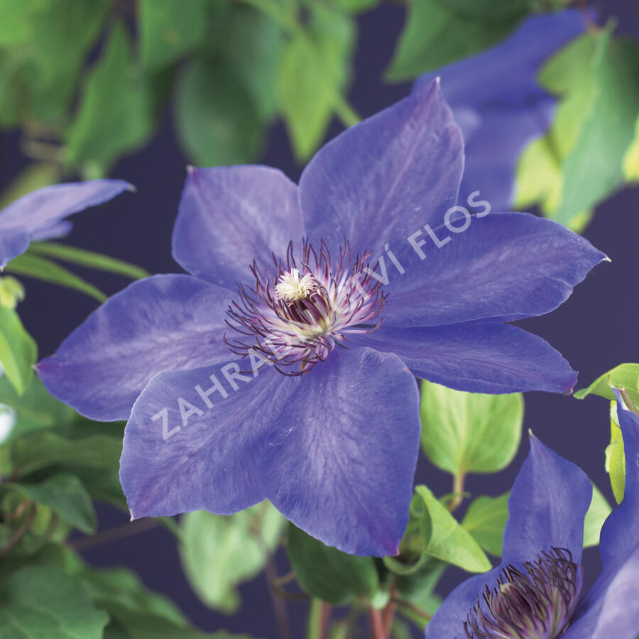 Plamének 'Xerxes' - Clematis 'Xerxes'