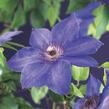 Plamének 'Xerxes' - Clematis 'Xerxes'