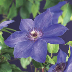 Plamének 'Xerxes' - Clematis 'Xerxes'