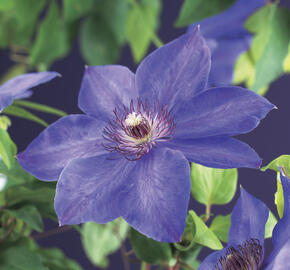 Plamének 'Xerxes' - Clematis 'Xerxes'