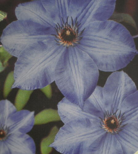 Plamének 'William Kennett' - Clematis 'William Kennett'