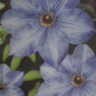 Plamének 'William Kennett' - Clematis 'William Kennett'