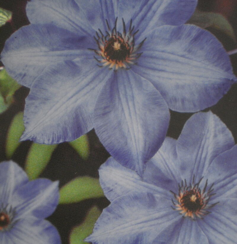 Plamének 'William Kennett' - Clematis 'William Kennett'
