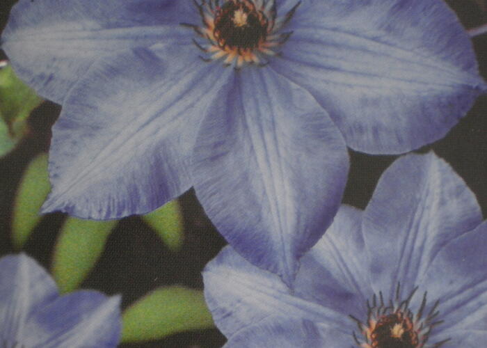 Plamének 'William Kennett' - Clematis 'William Kennett'